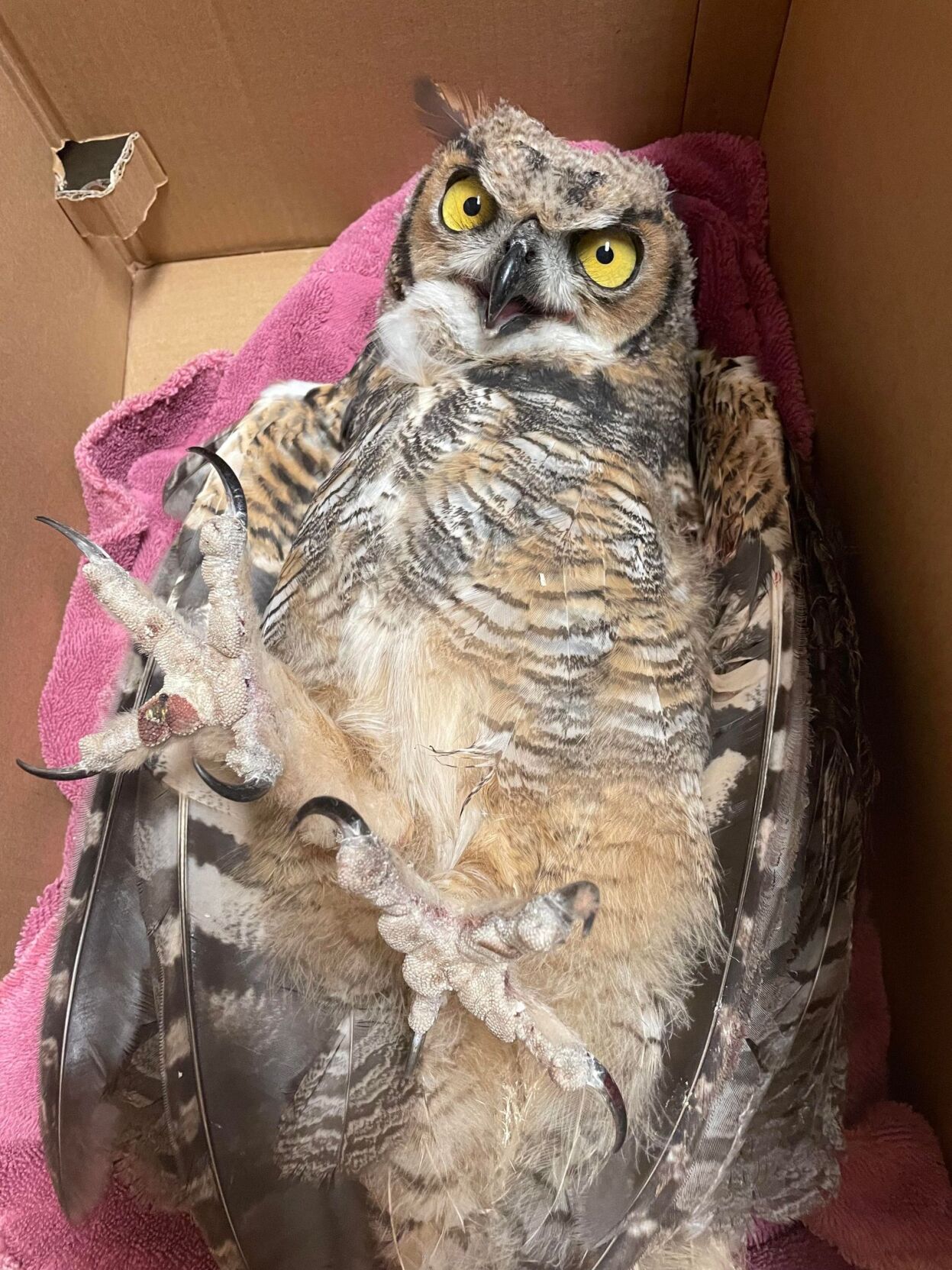 owl 2